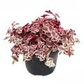 Produktbild: Exotenherz Crassula marginalis - 12cm Topf