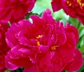 Produktbild: Dehner Edel-Pfingstrose, Paeonia lactiflora, mit gefüllten / duftenden dunkelroten Blüten, 20-30 cm exkl. Pflanztopf, 2 l Topf, winterharte Staude