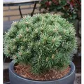 Produktbild: Zwerg Bergkiefer Benjamin 20-25cm - Pinus mugo