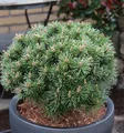 Produktbild: Zwerg Bergkiefer Benjamin 20-25cm - Pinus mugo