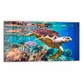 Produktbild: DEQORI Küchenrückwand Glas | Motiv Meeresschildkröte nah | 80x40 cm | Bad- oder Herd-Rückwand | Herdblende Spritzschutz für Küche & Badezimmer | moderne Deko für Fliesenspiegel