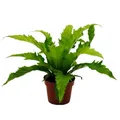 Produktbild: Exotenherz Asplenium nidus Gioia besondere Farn-Sorten fürs Zimmer Nestfarn 12cm Topf ca. 25cm hoch Gioia