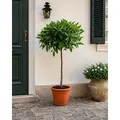 Produktbild: Laurus Nobilis Lorbeer Stämmchen 100–120 cm Echter Lorbeerbaum Kübelpflanze Mediterrane Gewürzpflanze winterhart