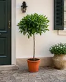 Produktbild: Laurus Nobilis Lorbeer Stämmchen 100–120 cm – Echter Lorbeerbaum im Kübel, Mediterrane Gewürzpflanze, Wintergrün, Aromatische Blätter, Ideal für Balkon, Terrasse & Garten