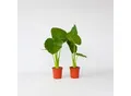 Produktbild: Plant in a Box - Alokasie - 2 Stk - Alocasia 'Odora' - Höhe 55-75cm - Topf 17cm