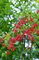 Produktbild: Berberis vulgaris 60–80 cm – Winterhart, Mehrjährig, Pflegeleicht – Gewöhnliche Berberitze – Heckenpflanze für Garten & Sichtschutz
