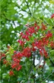 Produktbild: Pflanzen für Dich Gehölze Berberis vulgaris, 1 St., Gewöhnliche Berberitze, Sauerdorn, Essigbeere