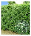 Produktbild: BALDUR Garten 5er Winterharte Bambus-Hecke, Pflanzen im 9x9 cm-Topf, immergrüne, winterharte Hecke, schnell wachsend, blickdicht, pflegeleicht, ideal als Sichtschutz, keine Rhizomsperre nötig