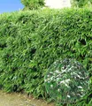 Produktbild: BALDUR Garten Bambus Winterharte Bambus-Hecke, 5 St., Bambusbaum, immergrün, winterhart, blickdicht, schnell wachsend
