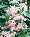 Produktbild: Clematis armandii 'Apple Blossom', immergrün, rosa Blüten, 60–100 cm