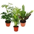 Produktbild: Exotenherz Zimmerpflanzen Set mit 3 Pflanzen Typ 1 9cm