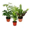Produktbild: Exotenherz - Zimmerpflanzen Set mit 3 Pflanzen - Typ 1-9cm