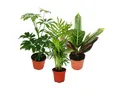 Produktbild: Exotenherz Zimmerpflanze Zimmerpflanzen Set mit 3 Pflanzen - Typ 1- 9cm