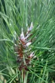 Produktbild: Pflanzen für Dich Konifere Pinus sylvestris Fastigiata, 1 St., Waldkiefer, Gemeine Kiefer, Föhre, säulenförmig, immergrün