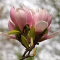 Produktbild: Sträucher Magnolia Soulangiana Blüten Hellrosa ⌀17cm ↕45cm