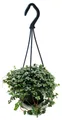 Produktbild: Pflegeleichte Mini-Ampelpflanze - Pilea glauca - Blaue Kanonierblume