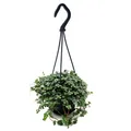 Produktbild: Exotenherz - Pflegeleichte Mini-Ampelpflanze - Pilea glauca - Blaue Kanonierblume