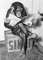 Produktbild: Close Up® Poster - Schimpanse liest Zeitung | Chimpanzee Reading Newspaper - Schwarz- Weiß (91,5 x 61cm)
