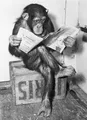 Produktbild: Close Up Poster Schimpanse liest Zeitung Chimpanzee reading newspaper 61 x