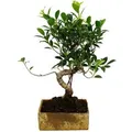 Produktbild: Exotenherz Bonsai für Zimmer in Moderner Trendkeramik Zimmerbonsai Ficus 8 Jahre Alt Steinoptik