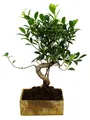 Produktbild: Bonsai fürs Zimmer - in moderner Trendkeramik - Zimmerbonsai Ficus - 8 Jahre alt - Steinoptik
