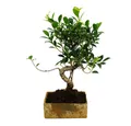 Produktbild: Exotenherz Zimmerpflanze Zimmerbonsai in moderner Trendkeramik Ficus 8 Jahre alt Steinoptik