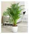 Produktbild: BALDUR Garten Areca Palme ca. 120-130 cm hoch, 1 Pflanze, Luftreinigende Zimmerpflanze, unterstützt das Raumklima, Zimmerpalme Dypsis lutescens Goldfruchtpalme, mehrjährig - frostfrei halten
