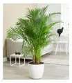 Produktbild: Areca Palme ca. 100 cm hoch,1 Pflanze Zimmerpflanze