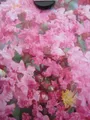 Produktbild: Chinesische Kräuselmyrte Lipan - Lagerstroemia Indica - Kreppmyrte - 40-60cm