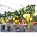 Produktbild: beste Sorte: Meyer Meyerii Zitrone echter Zitronenbaum 70 - 80 cm Citrus Limon Zitruspflanze