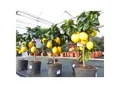 Produktbild: beste Sorte: Meyer Meyerii Zitrone echter Zitronenbaum 70 - 80 cm Citrus Limon Zitruspflanze