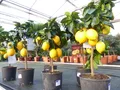Produktbild: beste Sorte: Meyer Meyerii Zitrone echter Zitronenbaum 70 - 80 cm Citrus Limon