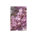 Produktbild: Prunus subhirtella 'Autumnalis', Winterkirsche, zartrosa, 60-100 cm