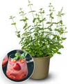 Produktbild: BALDUR Garten 1x Minze 'Strawberry', Pflanze im 10,5 cm Topf, intensiver erdbeer-minziger Duft & Geschmack, ideal für Getränke & Desserts, pflegeleicht & winterhart