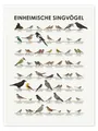 Produktbild: Poster Einheimische Singvögel - Iris Luckhaus