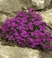 Produktbild: Teppich Phlox Temiskaming - Phlox subulata