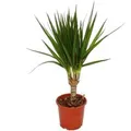 Produktbild: Exotenherz Drachenbaum Dracaena Marginata 1 Pflanze Pflegeleichte Zimmerpflanze Palme