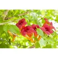 Produktbild: Campsis Radicans Trompetenblume Orange 150–200 cm