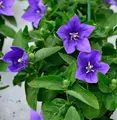 Produktbild: Ballonblume Astra Blau - Platycodon grandiflorus