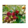 Produktbild: Prunus domestica 'Königin Viktoria', Pflaume, süß, 150-200 cm