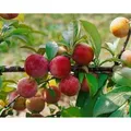 Produktbild: Prunus Domestica Königin Viktoria Pflaume CAC 150-200cm