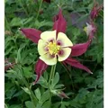 Produktbild: Akelei Koralle - Aquilegia caerulea