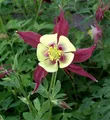 Produktbild: Akelei Koralle - Aquilegia caerulea