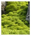 Produktbild: BALDUR Garten 2x Andenpolster Azorella, Pflanzen im 9x9 cm-Topf, bienenfreundlich, ca. 15 Pflanzen pro Quadratmeter, winterharte Staude, mehrjährig, blühend, Azorella trifurcata