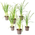 Produktbild: Plant in a Box - Tulbaghia violacea 'Knobikraut' - Bärlauch - Lila Blüten - 6er-Set - Topfgröße 9 cm - Höhe 15-25 cm