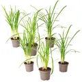 Produktbild: Plant in a Box 6 Knobikrauten Tulbaghia violacea 15cm Strauch