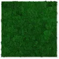 Produktbild: Jangal - Modular Wall Akustik 3d Paneele 520 X 520 Mm Nature Green Moos Moos Pflanzenwand Paneele Echtmoos