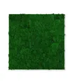 Produktbild: JANGAL Modular Wall Mooswand  520 x 520 mm Echtmoos Nature Green Moos