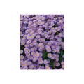 Produktbild: Aster dumosus 'Herbstpurzel', Kissen-Aster, purpur, ca. 9x9 cm Topf