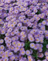 Produktbild: Aster dumosus 'Herbstpurzel' 9x9 cm Topf – Winterhart, Mehrjährig, Pflegeleicht – Kissen-Aster – Staude für Beet & Rabatte